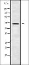 Guanylate Binding Protein 4 antibody, orb378288, Biorbyt, Western Blot image 