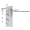 Glutamate Metabotropic Receptor 5 antibody, MA5-27691, Invitrogen Antibodies, Western Blot image 
