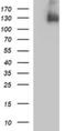 Platelet Derived Growth Factor Receptor Beta antibody, NBP2-46361, Novus Biologicals, Western Blot image 