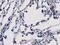 Peptidase D antibody, MA5-25227, Invitrogen Antibodies, Immunohistochemistry frozen image 