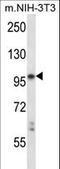 Leukocyte Receptor Tyrosine Kinase antibody, LS-C164440, Lifespan Biosciences, Western Blot image 