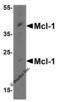MCL1 Apoptosis Regulator, BCL2 Family Member antibody, 3477, ProSci, Western Blot image 