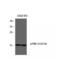 Proliferation And Apoptosis Adaptor Protein 15 antibody, LS-C381264, Lifespan Biosciences, Western Blot image 