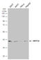 Mitochondrial Ribosomal Protein S5 antibody, GTX103930, GeneTex, Western Blot image 