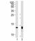 Thioredoxin 2 antibody, F42945-0.4ML, NSJ Bioreagents, Western Blot image 