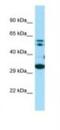 Coenzyme Q7, Hydroxylase antibody, NBP1-98496, Novus Biologicals, Western Blot image 