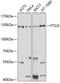 Putative rRNA methyltransferase 3 antibody, A10827, Boster Biological Technology, Western Blot image 