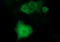 Mitogen-Activated Protein Kinase Kinase 1 antibody, LS-C338043, Lifespan Biosciences, Immunofluorescence image 
