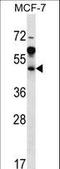 ADP Ribosylation Factor Interacting Protein 1 antibody, LS-C156456, Lifespan Biosciences, Western Blot image 