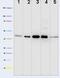 Pyruvate Dehydrogenase Kinase 1 antibody, 45-6600, Invitrogen Antibodies, Western Blot image 