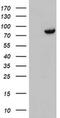 Diacylglycerol Kinase Alpha antibody, MA5-25808, Invitrogen Antibodies, Western Blot image 