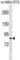 Ribosomal Protein S6 Kinase A2 antibody, abx029529, Abbexa, Western Blot image 
