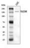 Integrin Subunit Alpha 2 antibody, A01933-2, Boster Biological Technology, Western Blot image 