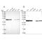 NSFL1 Cofactor antibody, PA5-62224, Invitrogen Antibodies, Western Blot image 