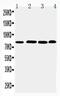 Prospero Homeobox 1 antibody, PA5-79886, Invitrogen Antibodies, Western Blot image 