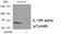 I10R1 antibody, AP55878PU-N, Origene, Western Blot image 