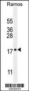 Chromosome 11 Open Reading Frame 53 antibody, 55-509, ProSci, Western Blot image 