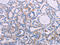 Angiotensinogen antibody, CSB-PA959270, Cusabio, Immunohistochemistry paraffin image 
