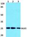 Regulator Of G Protein Signaling 5 antibody, PA5-75560, Invitrogen Antibodies, Western Blot image 