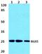 Regulator of G-protein signaling 5 antibody, PA5-75560, Invitrogen Antibodies, Western Blot image 