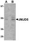 Jumonji domain-containing protein 5 antibody, A08840, Boster Biological Technology, Western Blot image 