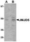 Lysine Demethylase 8 antibody, A08840, Boster Biological Technology, Western Blot image 