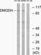 Dimethylglycine Dehydrogenase antibody, GTX87048, GeneTex, Western Blot image 