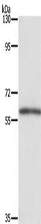 T-Box 5 antibody, TA351395, Origene, Western Blot image 