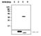 Protein Tyrosine Phosphatase Receptor Type N antibody, MA5-17229, Invitrogen Antibodies, Western Blot image 