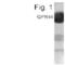 Prostaglandin D2 Receptor 2 antibody, PA1-4190, Invitrogen Antibodies, Western Blot image 