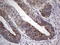 Drebrin Like antibody, LS-C339450, Lifespan Biosciences, Immunohistochemistry paraffin image 