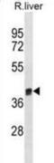 Arginase 1 antibody, abx031099, Abbexa, Western Blot image 