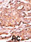 RAD9 Checkpoint Clamp Component A antibody, abx031900, Abbexa, Western Blot image 