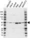 Neutrophil Cytosolic Factor 1 antibody, VPA00422, Bio-Rad (formerly AbD Serotec) , Western Blot image 