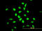 YY1 Transcription Factor antibody, LS-B5551, Lifespan Biosciences, Immunofluorescence image 