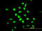 Transcriptional repressor protein YY1 antibody, LS-B5551, Lifespan Biosciences, Immunofluorescence image 