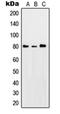 Protein Kinase C Theta antibody, orb214446, Biorbyt, Western Blot image 