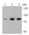 Ezrin antibody, NBP2-66827, Novus Biologicals, Western Blot image 