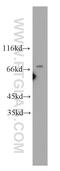 Regulator of chromosome condensation antibody, 10697-1-AP, Proteintech Group, Western Blot image 