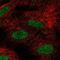Flt3-interacting zinc finger protein 1 antibody, PA5-67322, Invitrogen Antibodies, Immunofluorescence image 