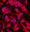 Musashi RNA Binding Protein 2 antibody, AF3255, R&D Systems, Immunofluorescence image 