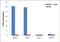 HNF1 Homeobox B antibody, 720259, Invitrogen Antibodies, Chromatin Immunoprecipitation image 