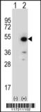 Peptidylprolyl Isomerase D antibody, 63-645, ProSci, Western Blot image 