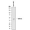 Milk Fat Globule-EGF Factor 8 Protein antibody, MAB2767, R&D Systems, Western Blot image 