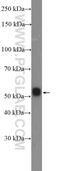 WD Repeat Domain 41 antibody, 26817-1-AP, Proteintech Group, Western Blot image 