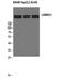 Laminin Subunit Alpha 5 antibody, A04624, Boster Biological Technology, Western Blot image 