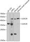 Galectin 8 antibody, GTX33214, GeneTex, Western Blot image 