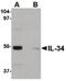 Interleukin-34 antibody, PA5-20594, Invitrogen Antibodies, Western Blot image 