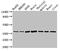 Myogenic Factor 6 antibody, CSB-PA015288LA01HU, Cusabio, Western Blot image 