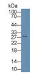 CD8 antibody, LS-C293382, Lifespan Biosciences, Western Blot image 